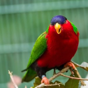 pet bird breeds