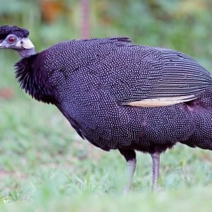 Soft Bills and Other