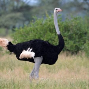 Ostrich