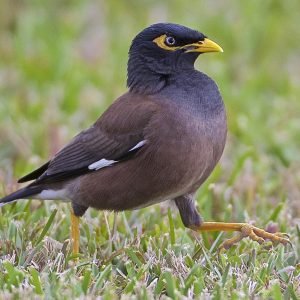 Mynah