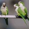 parrot bird for sale