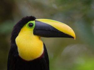 pet birds