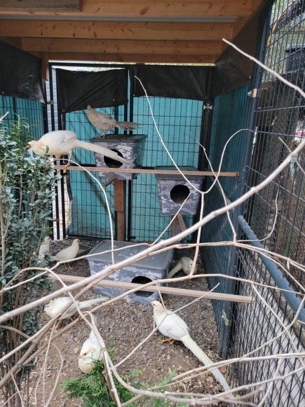 bird sale near me