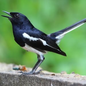 Buy Bird Food Online