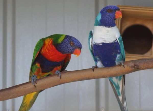 pet bird breeds