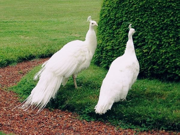 Pet Food & Accessories