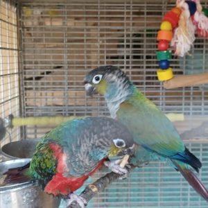 Pet Food & Accessories