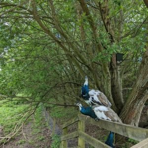 Pet Food & Accessories