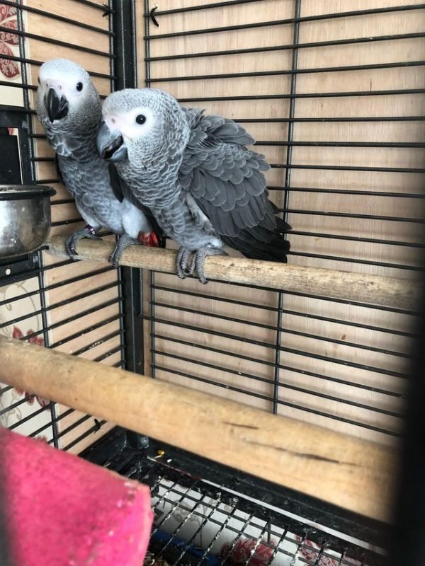 parrot bird for sale