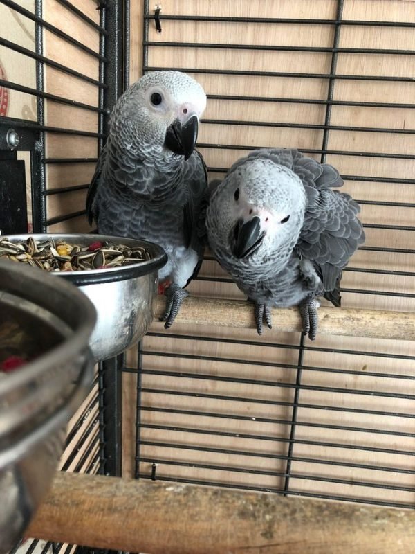 pet birds