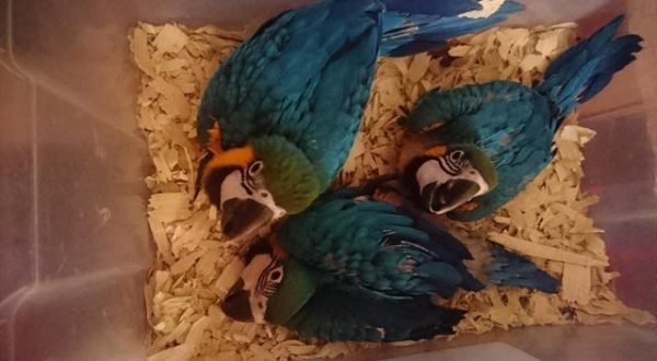 Bird Cages & Accessories