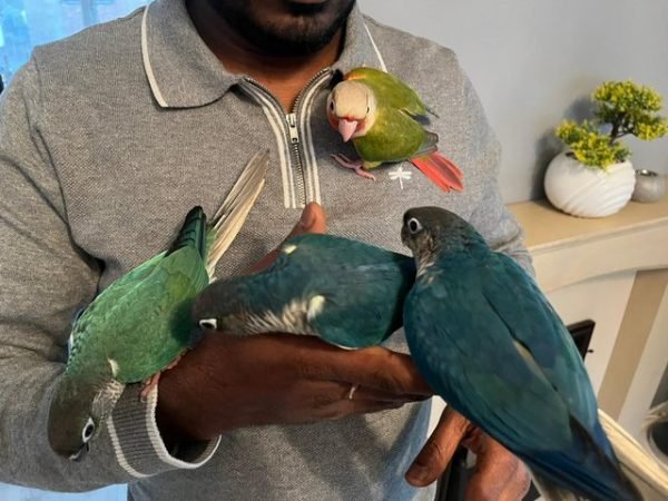 Pet Food & Accessories