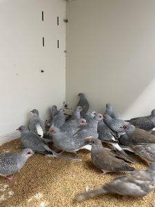 Bird Food Center