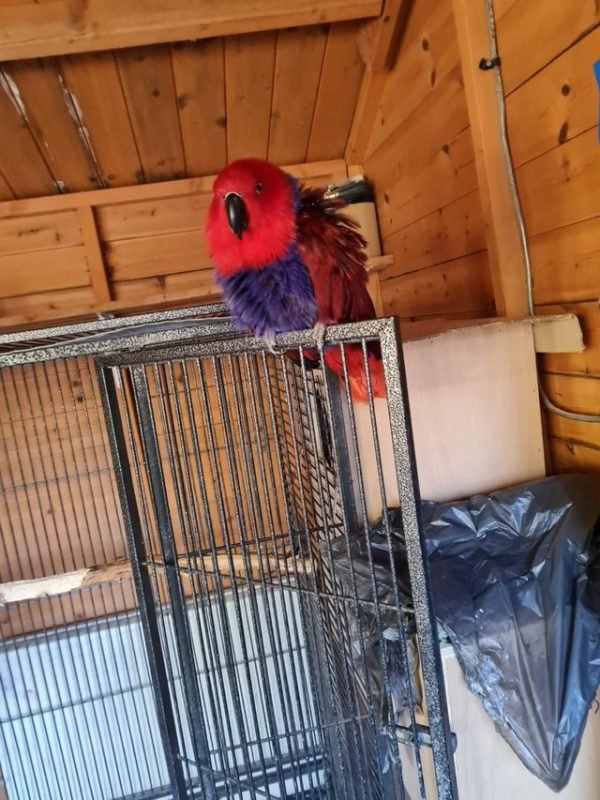 Buy Bird Cages Online