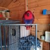 Buy Bird Cages Online