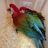 buy parrot Online