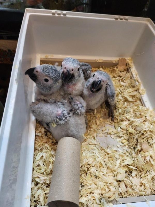 parrot bird for sale