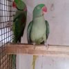 parrot bird for sale