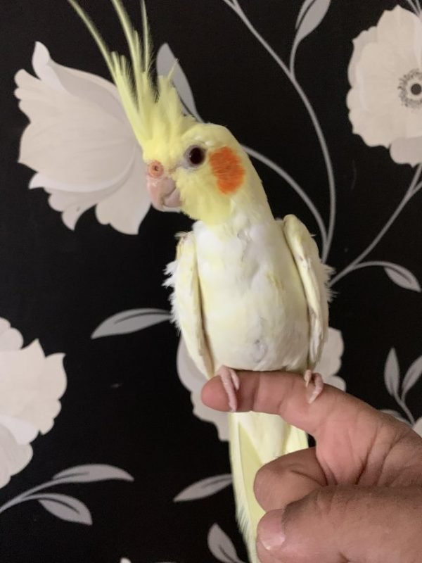 Bird Cages & Accessories