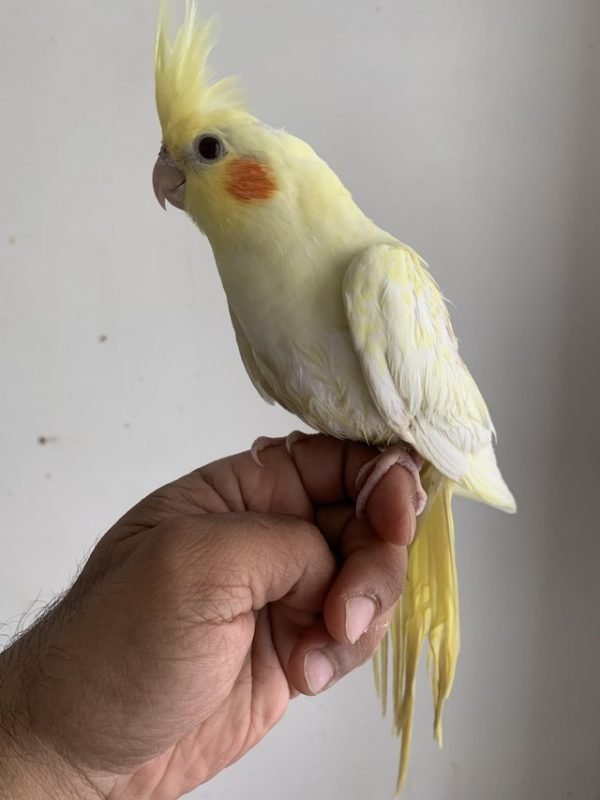 Bird Cages & Accessories