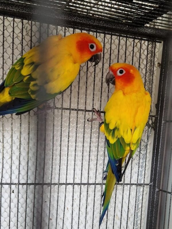 Pet Food & Accessories