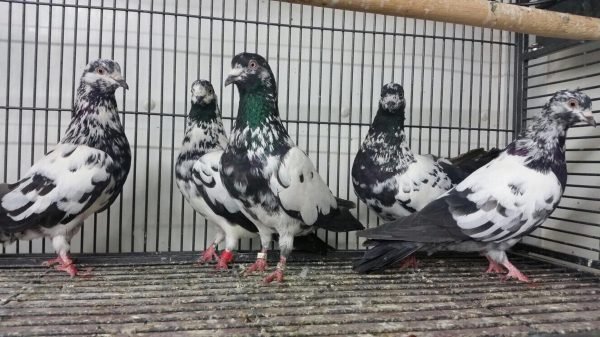 Buy Bird Food Online