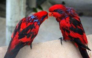 pet bird breeds