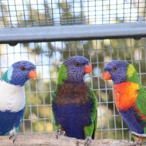 pet bird breeds