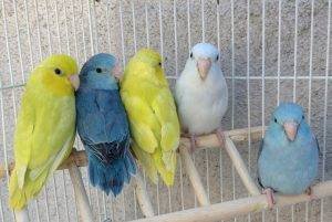 pet birds