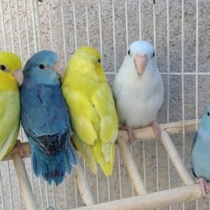 pet birds