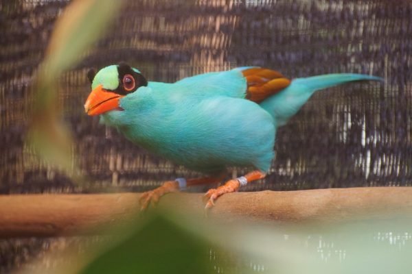 Buy Bird Food Online