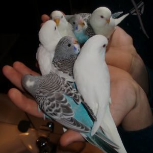 parrot bird for sale