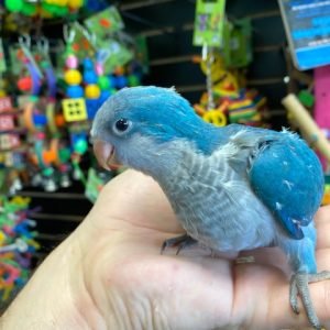 Pet Food & Accessories