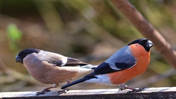 Buy Bird Cages Online