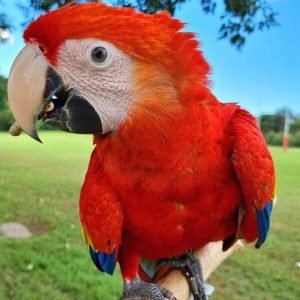 Macaw
