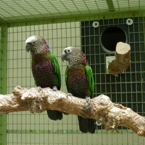 buy parrot Online