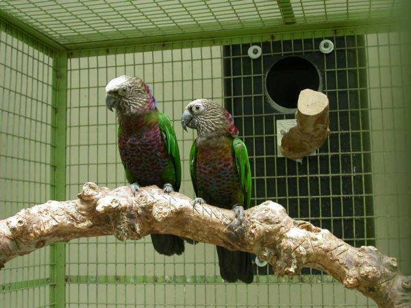 buy parrot Online