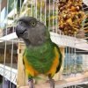 Buy Bird Cages Online