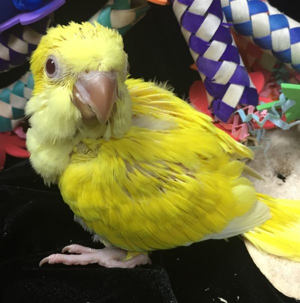 parrot bird for sale