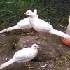 bird sale near me