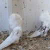 Jacobin Pigeon for sale - fancy hooded breed