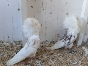 Jacobin Pigeon for sale - fancy hooded breed