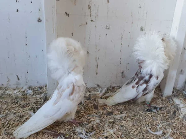 Jacobin Pigeon for sale - fancy hooded breed