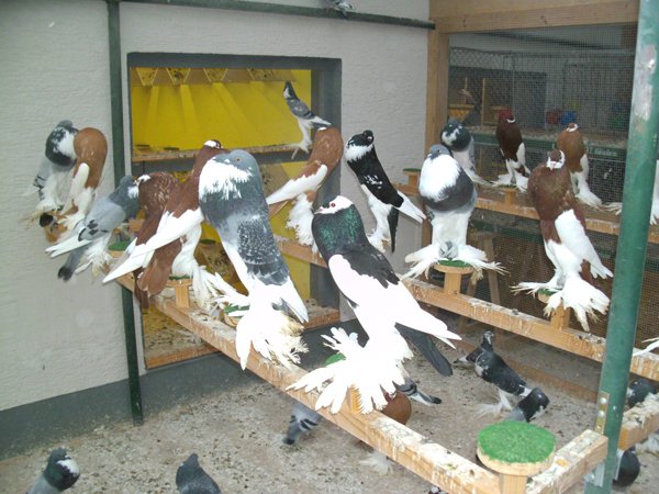 Buy Bird Food Online