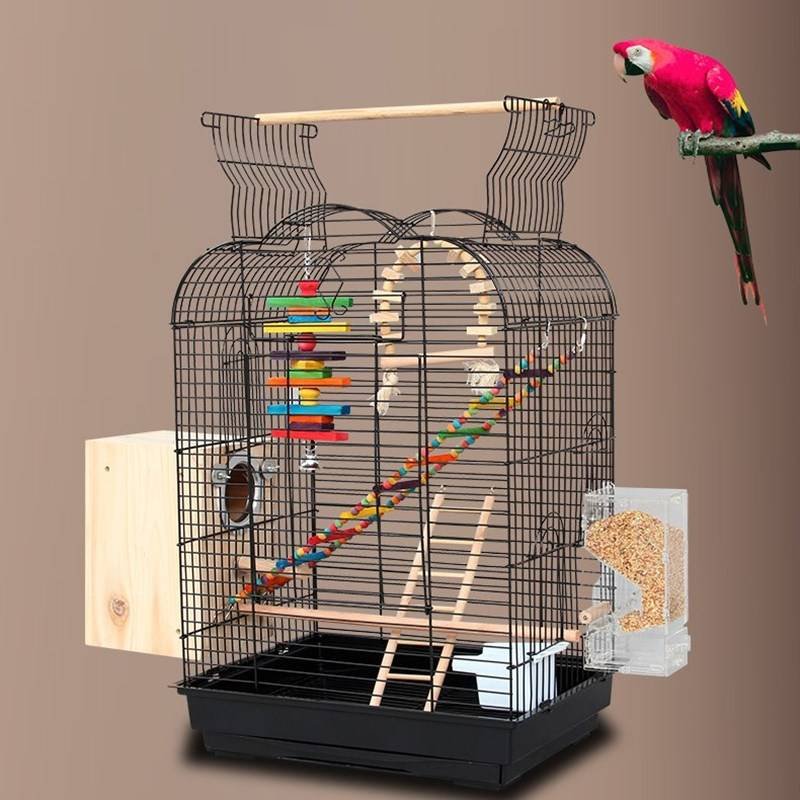 Exotic Birds