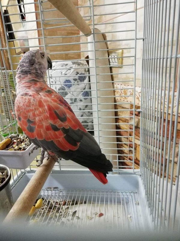 pet birds
