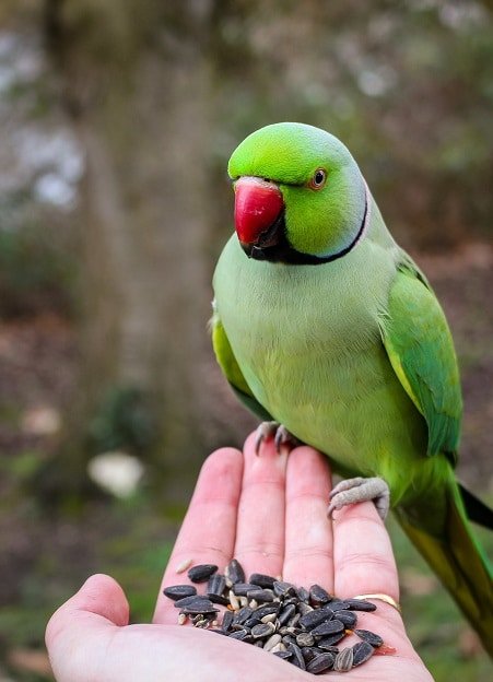 Spacious wide parakeet cage with perches and toys