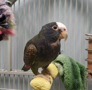 pet birds