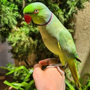 parrot bird for sale