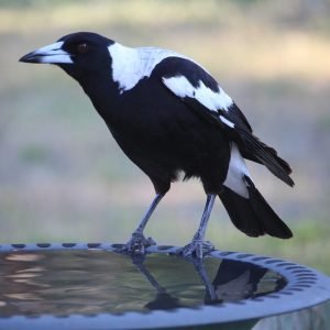 Magpie Birds